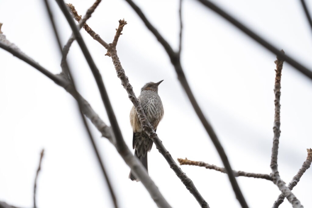 SEL200600G_サンプル画像