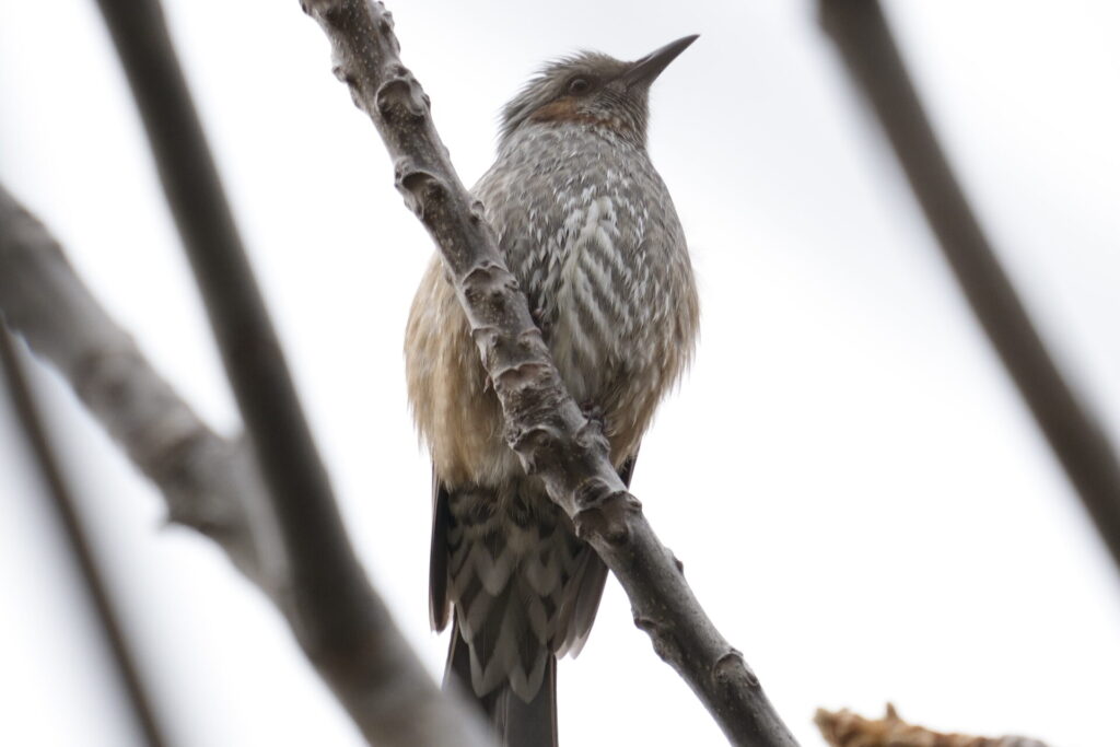 SEL200600G_サンプル画像_拡大